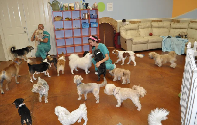 Best Dog DayCare Service Centers Near Coimbatore A woman and a man stood before a group of dogs at a daycare, smiling as the pups barked joyfully.