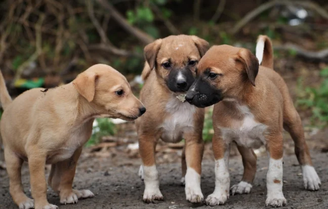Buy Top Indian Dogs At Best Price in Chennai Three Indie brown color young pups stand close together on the ground, looking very cute and clam.