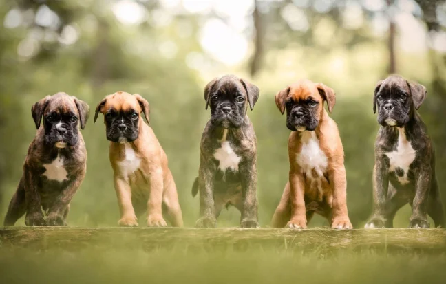 Best Boxer Dogs and Puppies for Sale Near Coimbatore Five cute boxer puppies stand on a log in the greenery, showing strength, balance, and durability.