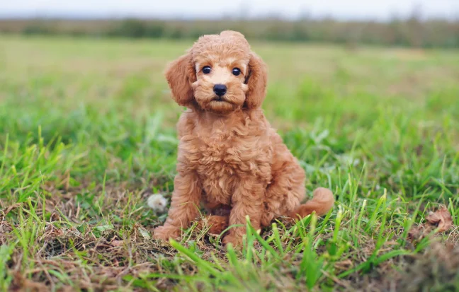 Buy Poodle Dog Online For Sale in Coimbatore, Tamilnadu A cute brown poodle dog is playing in the lovely green grass, exuding happiness and excitement.