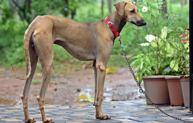 Best Chippiparai Dog and Puppies For Sale in Pondicherry Puppies of Chippiparai are graceful, agile, and devoted they make loyal & affectionate pets beautiful