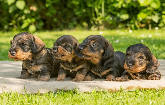 Buy Dachshund Puppies From The Top Pet Seller Coimbatore Purchase four adorable black and brown puppies resting on a comfy blanket in a green landscape.