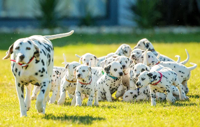 Best Dalmatian Dog and Puppies For Sale in Pondicherry Puppies of Dalmatians are charming, lively, & full of play distinctive coats make them ideal friends