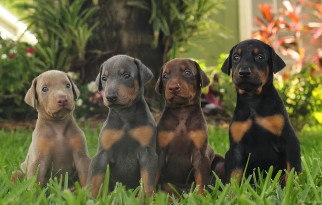 Best Doberman Puppies & Dogs For Sale in Chennai Very adorable four doberman pinschers are sitting conveniently on the refreshing green grass.