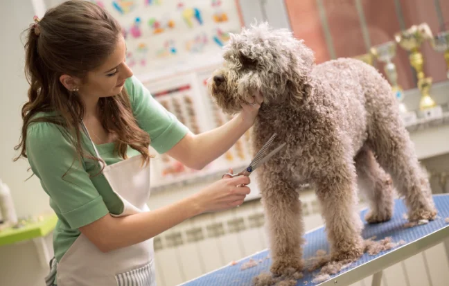 Top Pet Grooming Service in Coimbatore With Best Price A woman is grooming a dog at a pet grooming salon, carefully brushing its fur and care of its needs.
