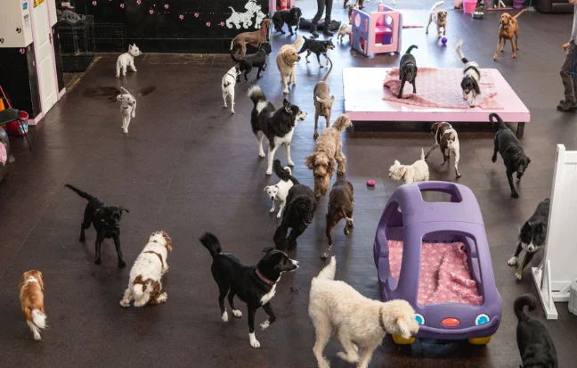 Top Dog Boarding Dog Hostel Services in Chennai, Tamilnadu A cheerful pack of puppies runs around the space, perfectly capturing the spirit of canine excitement.