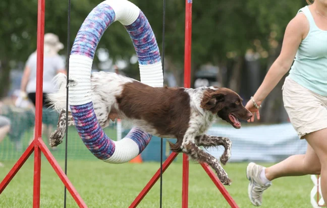 Best Pet Dog Training Service Center in Coimbatore During agility training, a female athlete and a trained dog navigate a round-ring obstacle.