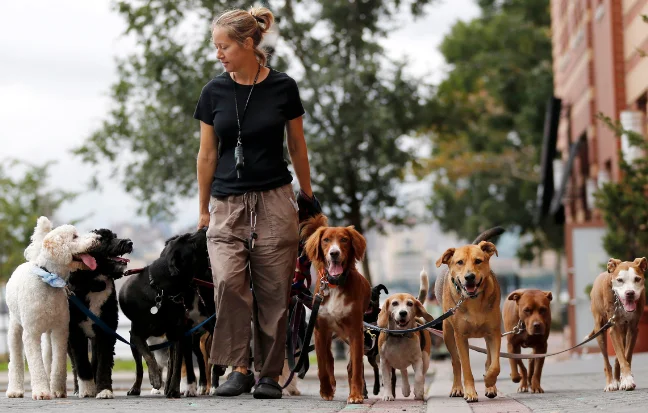 Best Professional Dog Walking Services in Chennai woman walking with a group of happy dogs along a scenic road, providing good dog daycare services.