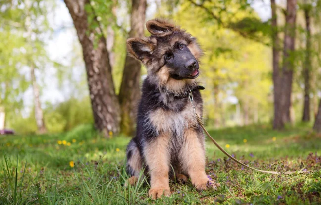 Best German Shepherd Dog and Puppies For Sale in Chennai, TamilNadu A loyal German Shepherd dog has an honorable demeanor & is intelligent, powerful, & protective.