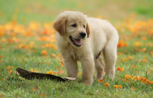 Best Golden Retriever Dog and Puppies For Sale in Coimbatore golden retriever puppy surrounded by colorful flowers is a symbol of love, loyalty, and joyful pets.