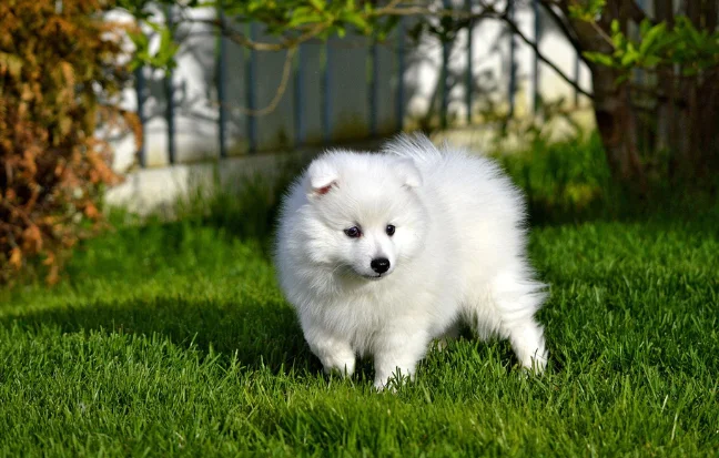 Best Indian Spitz Dog and Puppies For Sale in Coimbatore Indian Spitz is little, floppy, energetic, & full of fun they are the perfect companions & disposition