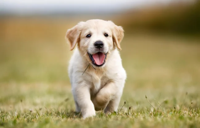 Best Labrador Retrievers Puppies For Sale in Coimbatore Labrador Retrievers loyal nature and playful spirit make them the ultimate family companions.