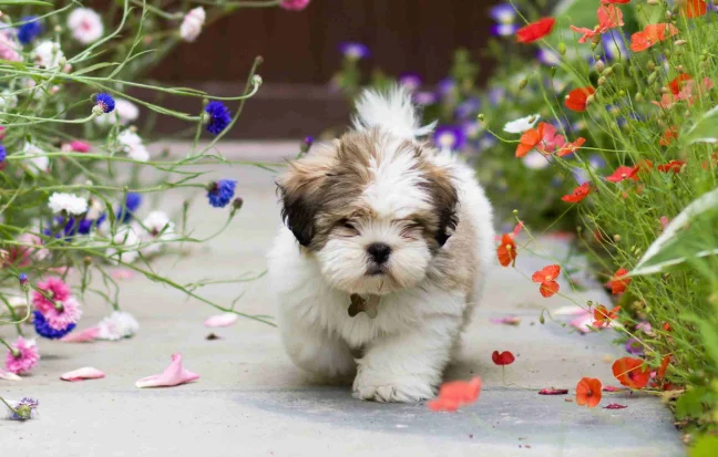 Best Rottweiler Puppies For Sale in Coimbatore, India Adorable pup nestled in a wicker basket, surrounded by vibrant blooms, pure joy in every petal