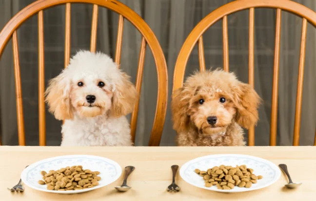 Best Dog Food Products And Toys Dealers in Chennai A black and a white poodle sitting at a table with food, both looking up with attentive eyes.