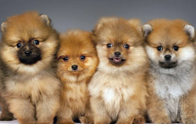 Best Pomeranian Puppy Care For Sale in Pondicherry A joyful small brown dog sprints across the ground, radiating pure happiness and energy.