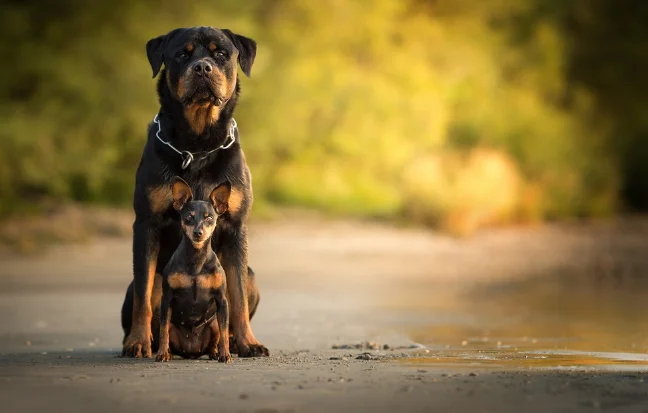 Best Rottweiler Puppies For Sale in Coimbatore A golden retriever puppy and its mother are sitting on the beach, embodying fearless loyalty & strength.