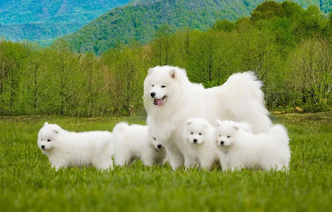 Best Samoyeds Dog and Puppies For Sale in Coimbatore, TamilNadu Cute Samoyed puppies with attractive faces, joyful attitudes, & fluffy white coats running in a field