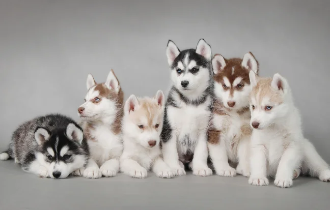 Best Siberian Husky Puppies For Sale in Tamil Nadu A group of playful Siberian Husky puppies with striking blue eyes is known for their friendly nature.