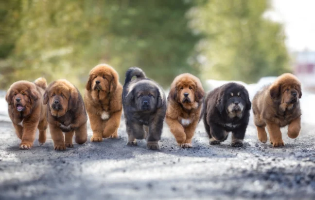 Best Tibetan Mastiff Dog and Puppies For Sale in Coimbatore Tibetan mastiffs, symbolizing loyalty and protection as majestic guardians with a strong spirit