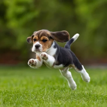 Top Beagle Dog and Puppies For Sale in Bangalore Beagle dog in the field at sunset, charming and cheerful puppy enjoying the beautiful evening view.