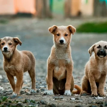 Top Indian Pet Dog Puppies Care Centers Near Coimbatore Three adorable puppies lined up on the ground represent dogs available at dog sellers in Chennai.