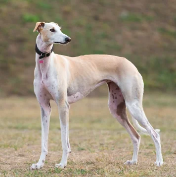 Best Kanni Dog Puppies For Sale in Coimbatore, India A dog stands attentively in the grass, its ears perked up and eyes alert, taking in the surroundings