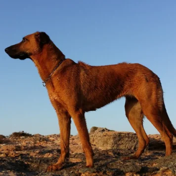 Best Kombai Dog Vet Care Services in Pondicherry A Kombi dog stands on a rock and is known for its versatility, intelligence, and friendly nature.
