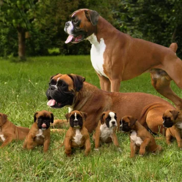 Best Boxer Puppy Dog For Sale Near Coimbatore An adult dog surrounded by multiple playful puppies on the grass at Pet Care Services in Chennai.
