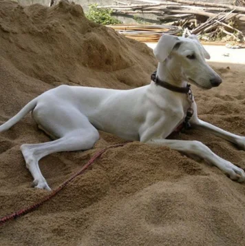 Best Chippiparai Dog and Puppies For Sale in Pondicherry Puppies of Chippiparai are graceful, agile, and devoted they make loyal & affectionate pets beautiful
