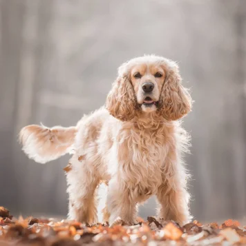 Best Cocker Spaniel Dog and Puppies For Sale in Pondicherry Three adorable Sweet Cocker Spaniel puppies are playfully happily walking in lush green grass.