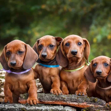 Best Dachshund Puppy Dog For Sale in Pondicheery Five adorable dachshund puppies sitting together on a log at Dog Daycare Center in Pondicherry.