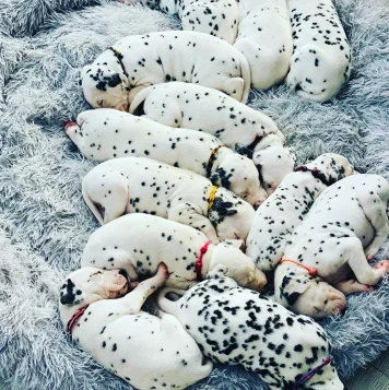 Best Dalmatian Dog and Puppies For Sale in Pondicherry Puppies of Dalmatians are charming, lively, & full of play distinctive coats make them ideal friends
