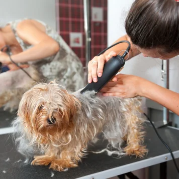 Top Pet Grooming Service in Coimbatore With Best Price A woman is grooming a dog at a pet grooming salon, carefully brushing its fur and care of its needs.