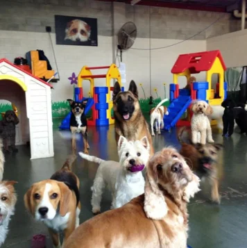 Top Dog Boarding Dog Hostel Services in Chennai, Tamilnadu A cheerful pack of puppies runs around the space, perfectly capturing the spirit of canine excitement.