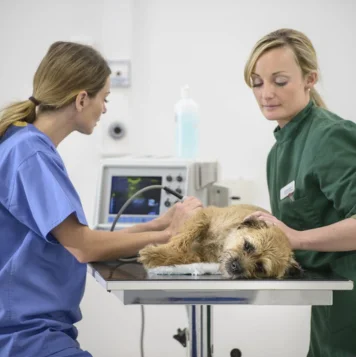 Top Dog Sitter Vet Care Service Center in Coimbatore Two women wearing medical scrubs attentively checking a dog's health in a veterinary setting.