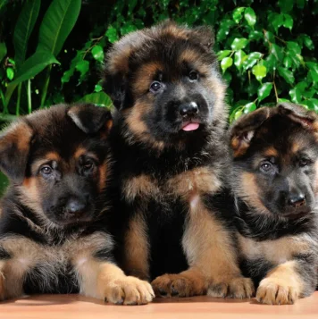 Best German Shepherd Dog and Puppies For Sale in Chennai, TamilNadu A loyal German Shepherd dog has an honorable demeanor & is intelligent, powerful, & protective.