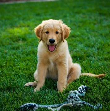 golden retriever puppy surrounded by colorful flowers is a symbol of love, loyalty, and joyful pets. Best Golden Retriever Dog and Puppies For Sale in Coimbatore