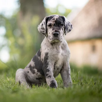 Best Great Dane Dog and Puppies For Sale in Madurai Majestic Great Dane puppy standing proudly on a hill, showcasing its graceful stature and gentle nature.