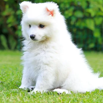 Best Indian Spitz Dog and Puppies For Sale in Coimbatore Indian Spitz is little, floppy, energetic, & full of fun they are the perfect companions & disposition