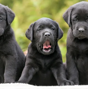 Best Labrador Retrievers Puppies For Sale in Coimbatore Labrador Retrievers loyal nature and playful spirit make them the ultimate family companions.