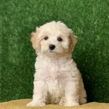 Best Maltipoo Dog and Puppies For Sale in PondicherryAdorable and hypoallergenic designer Maltipoo dogs, combining the best traits of Maltese and poodles Adorable and hypoallergenic designer Maltipoo dogs, combining the best traits of Maltese and poodles