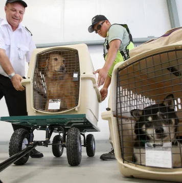 The Best Pet Transport Service In Chennai at Best Price A dog carrier is being loaded onto an airplane for the pet's relocation to its new home safely.
