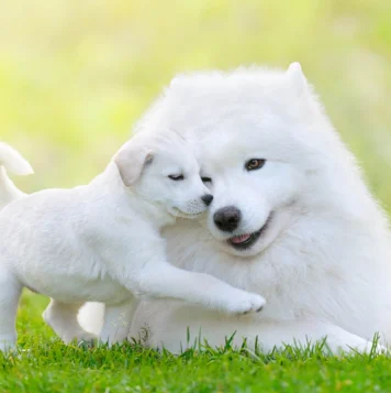 Best Samoyed Pupppies Daycare Service Provider in Madurai A cute white dog and puppy share a serene moment, basking in the peaceful outdoor sunshine.