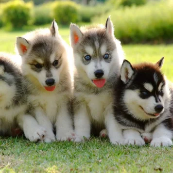 Best Siberian Husky Puppies For Sale in Tamil Nadu A group of playful Siberian Husky puppies with striking blue eyes is known for their friendly nature.