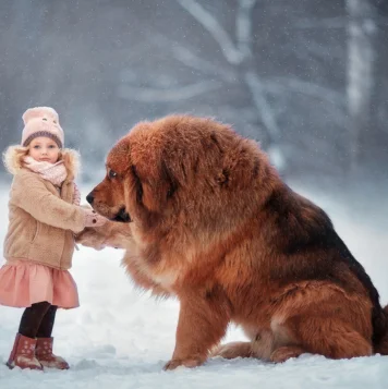 Best Tibetan Mastiff Dog and Puppies For Sale in Coimbatore Tibetan mastiffs, symbolizing loyalty and protection as majestic guardians with a strong spirit
